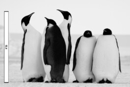 Patricia Klein π‘ Art Director & Designer