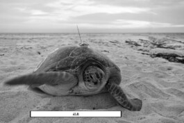 Patricia Klein π‘ Art Director & Designer